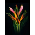 Exotic Bouquets - Pink Ginger & Opal  Bouquet 