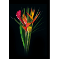 Exotic Bouquets - Tropical Mix 2 Bouquet