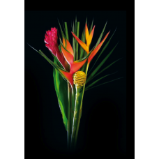 Exotic Bouquets - Tropical Mix 2 Bouquet