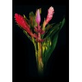 Exotic Bouquets - Tropical Mix 3 Bouquet 