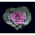 Kale - Cabbage - Pink / Lavender (Local)
