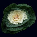Kale - Cabbage - White (Local)
