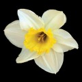 Narcissus - Daffodil - White