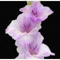 Gladiolus - Lavender