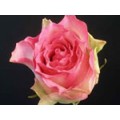 Roses - Malibu