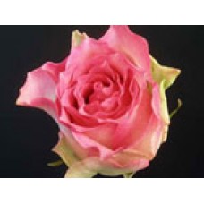 Roses - Malibu
