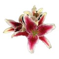 Lily - Oriental - Merostar (3+ blooms)