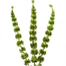 Molucella (10 stems)