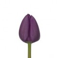 Tulips - Lavender