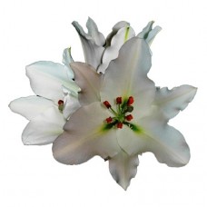 Lily - Oriental - Rialto (3+ blooms)
