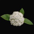 Viburnum (Snow Ball)