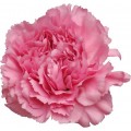 Carnations - Agnese