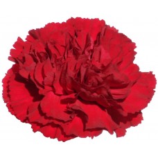 Carnations - Amico Crimson