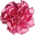 Carnations - Amico Lavender
