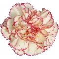 Carnations - Antille