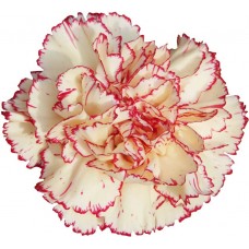 Carnations - Antille