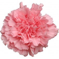 Carnations - Betzy