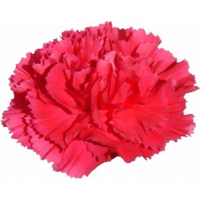 Carnations - Bizet
