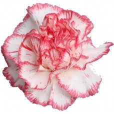 Carnations - Charlie