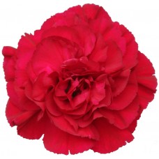 Carnations - Crimson Tempo