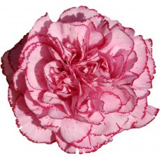 Carnations - Dark Tempo