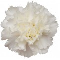 Carnations - White