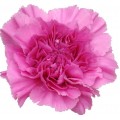 Carnations - Faria