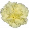 Carnations - Gioele
