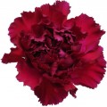 Carnations - Burgundy