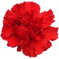 Carnations - Grand Slam