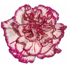 Carnations - Isola
