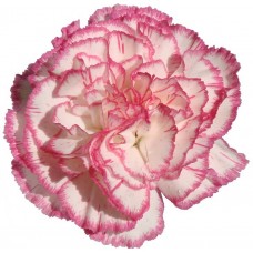 Carnations - White Komachi