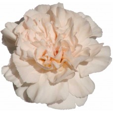 Carnations - Lizzy