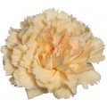 Carnations - Mambo