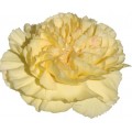 Carnations - Natalia