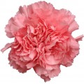 Carnations - Paola