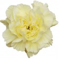 Carnations - Polimnia
