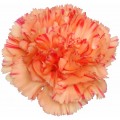 Carnations - Santafe