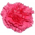Carnations - Tabor