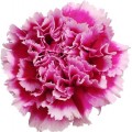 Carnations - Tenderly