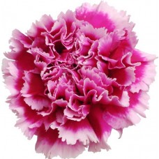 Carnations - Tenderly