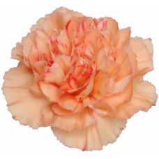 Carnations - Tukano