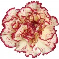 Carnations - Viana