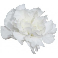 Mini Carnations - Bagatel (bunch of 10 stems)