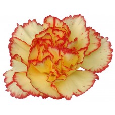 Mini Carnations - Birba (bunch of 10 stems)