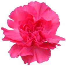 Mini Carnations - Caterina (bunch of 10 stems)