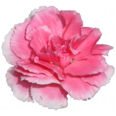 Mini Carnations - Cherry Tessino (bunch of 10 stems)
