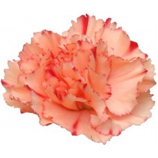 Mini Carnations - Eilat (bunch of 10 stems)