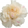 Mini Carnations - Intermezzo (bunch of 10 stems)