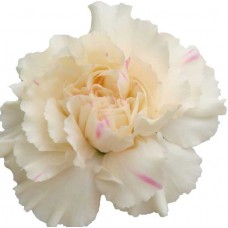 Mini Carnations - Intermezzo (bunch of 10 stems)